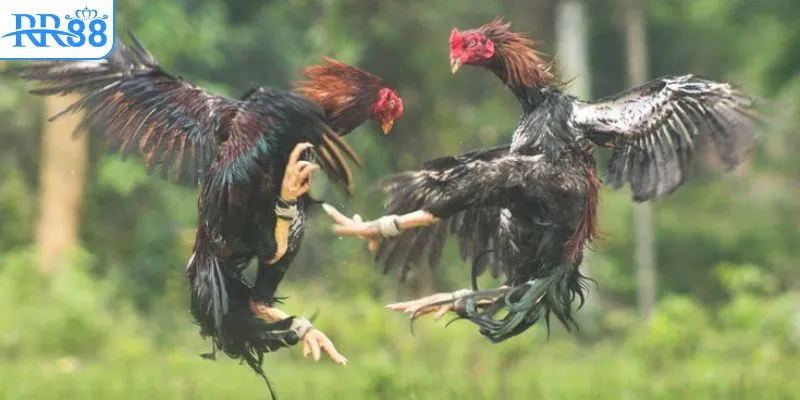 Các giải đấu Thomo quy tụ những chiến kê hàng đầu